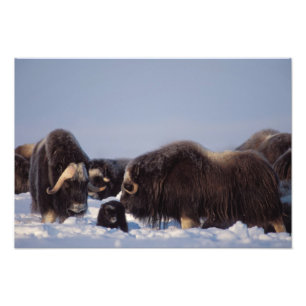 muskusos, Ovibos moschatus, stier en koe Foto Afdruk