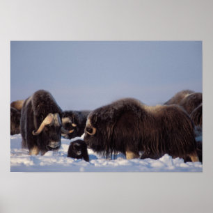 muskusos, Ovibos moschatus, stier en koe Poster