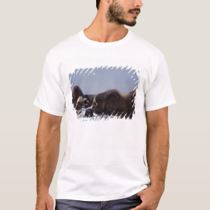 muskusos, Ovibos moschatus, stier en koe T-shirt