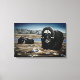 Muskusos Schildering Canadese Wilde Dieren Canvas Afdruk