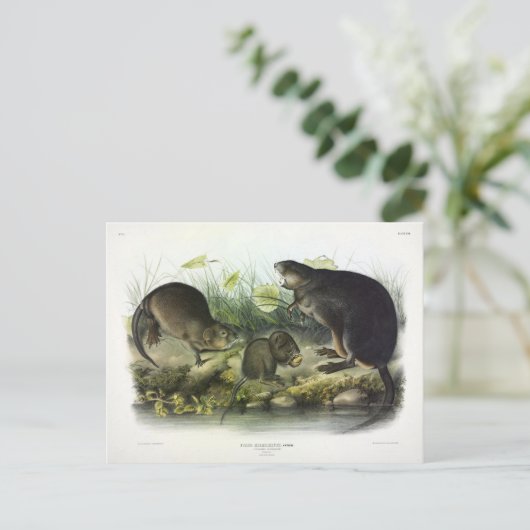 Muskusrat van Audubon's Quadrupeds van Noord-Ameri Briefkaart (Staand voorkant)