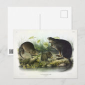 Muskusrat van Audubon's Quadrupeds van Noord-Ameri Briefkaart (Voorkant / Achterkant)