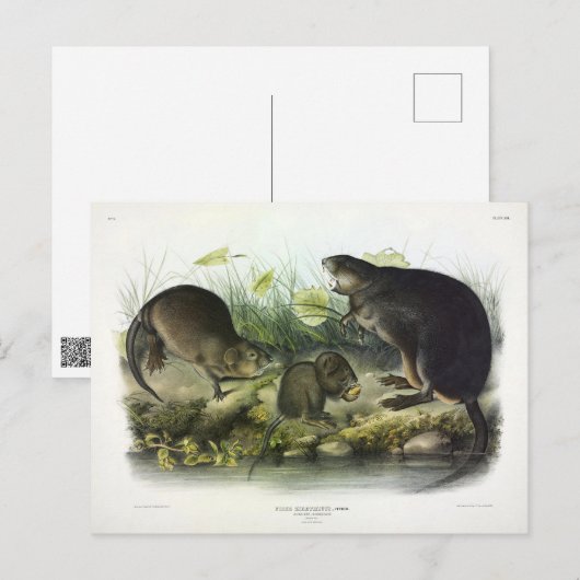 Muskusrat van Audubon's Quadrupeds van Noord-Ameri Briefkaart (Voorkant / Achterkant)