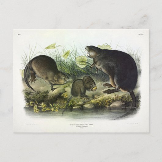Muskusrat van Audubon's Quadrupeds van Noord-Ameri Briefkaart (Voorkant)