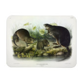 Muskusrat van Audubon's Quadrupeds van Noord-Ameri Magneet (Horizontaal)