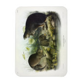 Muskusrat van Audubon's Quadrupeds van Noord-Ameri Magneet (Verticaal)