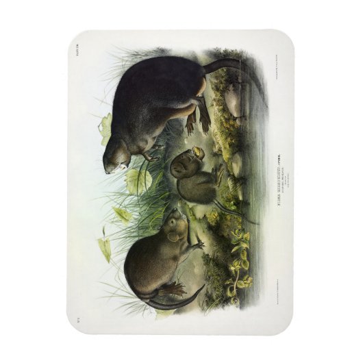 Muskusrat van Audubon's Quadrupeds van Noord-Ameri Magneet (Verticaal)