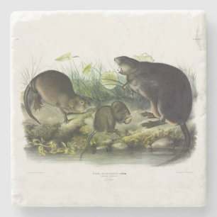 Muskusrat van Audubon's Quadrupeds van Noord-Ameri Stenen Onderzetter