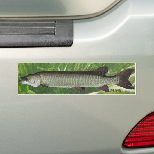 Musky Bumpersticker (Op auto)