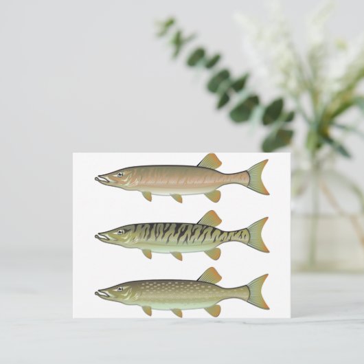 Musky Tiger musky and Northern Pike vector Briefkaart (Staand voorkant)
