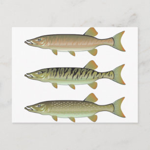 Musky Tiger musky and Northern Pike vector Briefkaart