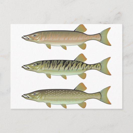 Musky Tiger musky and Northern Pike vector Briefkaart (Voorkant)