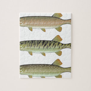 Musky Tiger musky and Northern Pike vector Legpuzzel