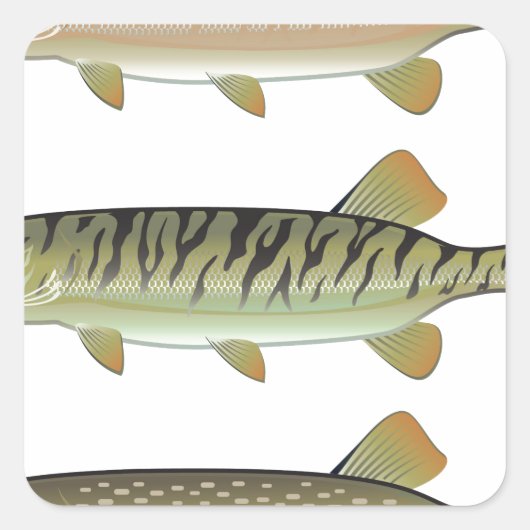 Musky Tiger musky en Northern Pike vector Vierkante Sticker (Voorkant)