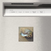 Mussel Seashell Sand Beach Magnet (Insitu (Vaatwasser))