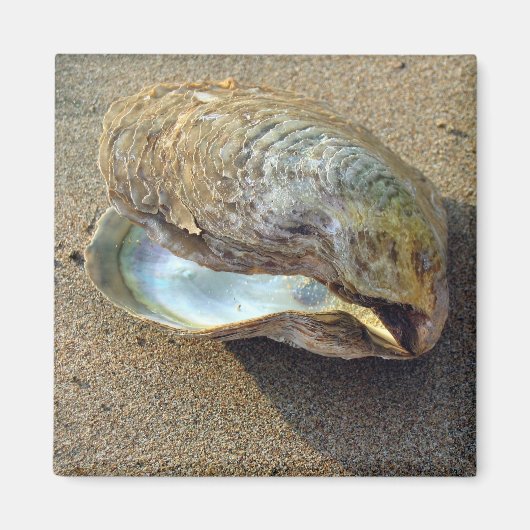Mussel Seashell Sand Beach Magnet (Voorkant)