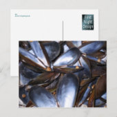 Mussel Shells Briefkaart (Voorkant / Achterkant)