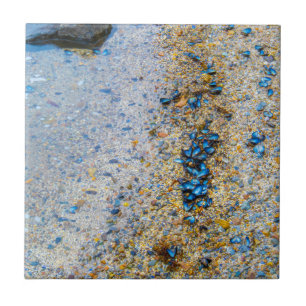 Mussel Shells in Maine Tegeltje