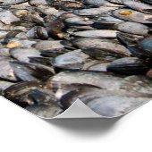 Mussels langs de kust van Patagonia, Argentinië Poster (Hoek)