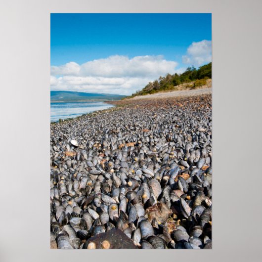 Mussels langs de kust van Patagonia, Argentinië Poster (Voorkant)