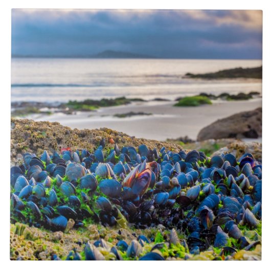 Mussels Tegeltje (Voorkant)