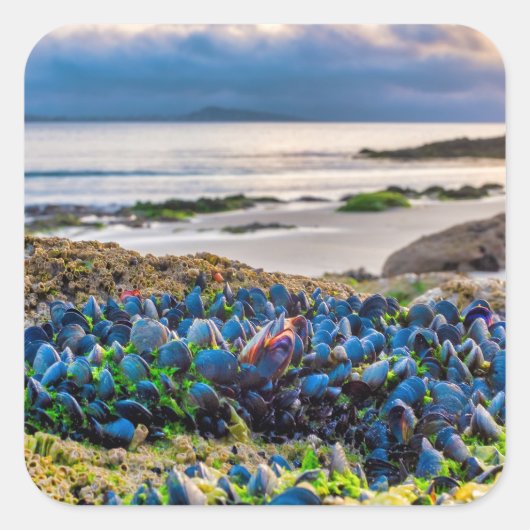 Mussels Vierkante Sticker (Voorkant)