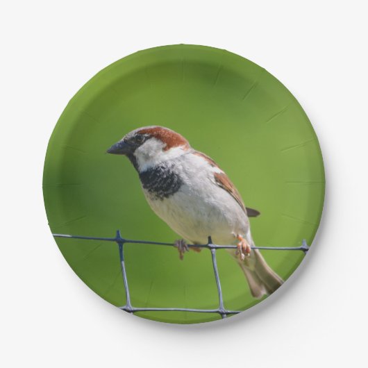 Mussen Papier Bord (Voorkant)