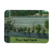 Mussen Vogels Zittend op een Rail Magneten (Horizontaal)