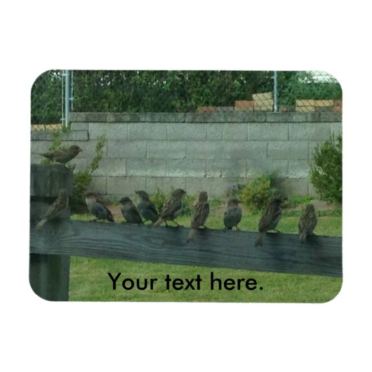 Mussen Vogels Zittend op een Rail Magneten (Horizontaal)