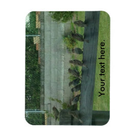 Mussen Vogels Zittend op een Rail Magneten