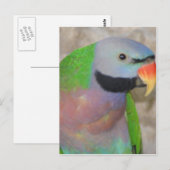Mustached Parakeet Briefkaart (Voorkant / Achterkant)