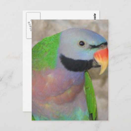Mustached Parakeet Briefkaart (Voorkant / Achterkant)
