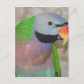 Mustached Parakeet Briefkaart (Voorkant)