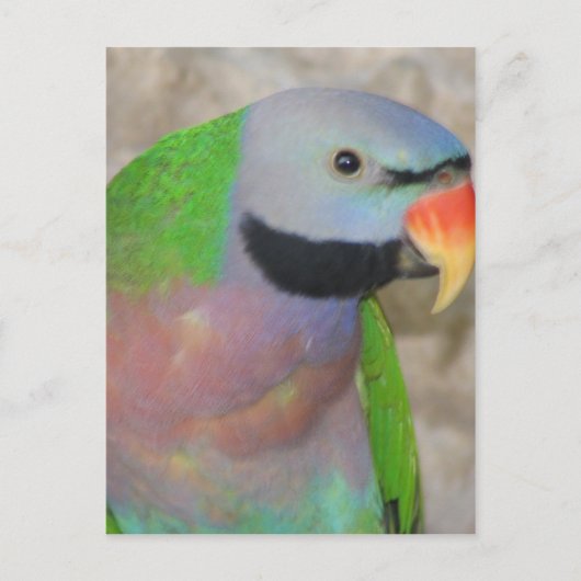 Mustached Parakeet Briefkaart (Voorkant)