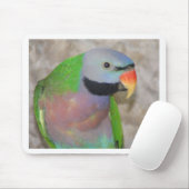 Mustached Parakeet Muismat (Met muis)