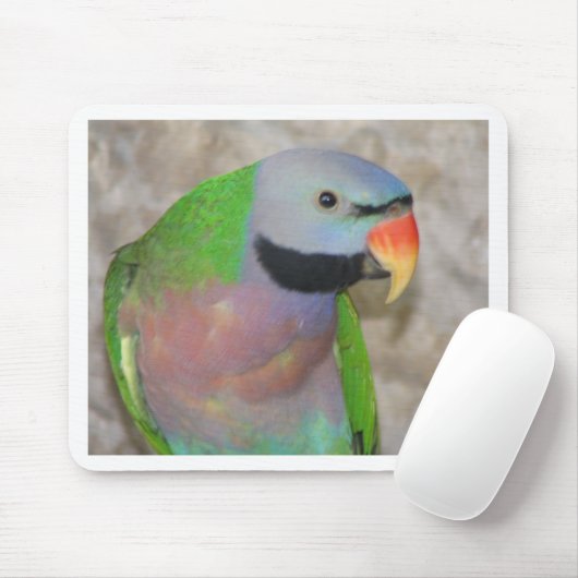 Mustached Parakeet Muismat (Met muis)