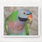 Mustached Parakeet Muismat (Voorkant)