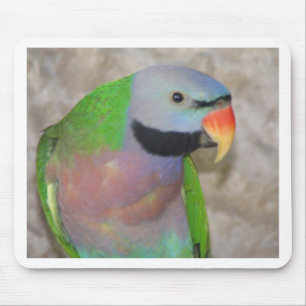 Mustached Parakeet Muismat