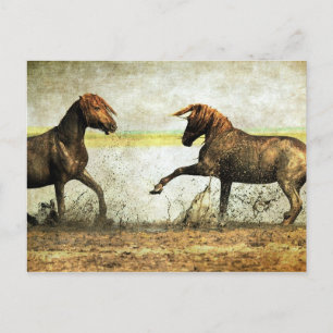 Mustang Battle Briefkaart