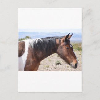 Mustang Briefkaart
