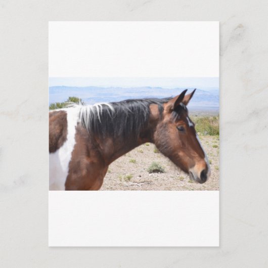 Mustang Briefkaart (Voorkant)