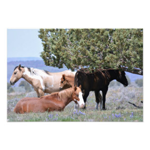 Mustang Charm 19 x 13 inch Pro. Fotopapier Satin Foto Afdruk
