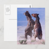 Mustang Fight 2 Briefkaart (Voorkant / Achterkant)