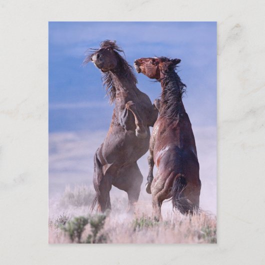 Mustang Fight 2 Briefkaart (Voorkant)