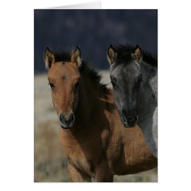Mustang Foal Headshot (Voorkant)