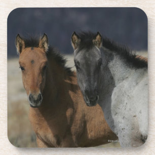 Mustang Foal Headshot Bier Onderzetter