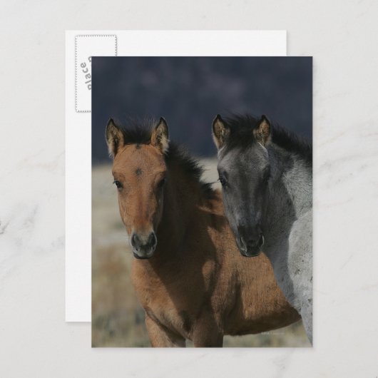 Mustang Foal Headshot Briefkaart (Voorkant / Achterkant)