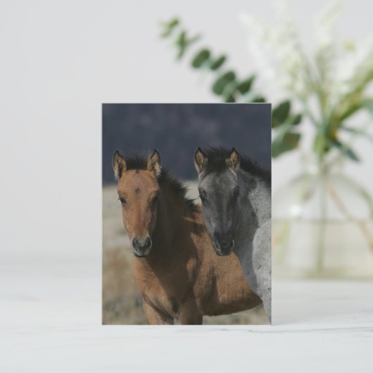 Mustang Foal Headshot Briefkaart (Staand voorkant)