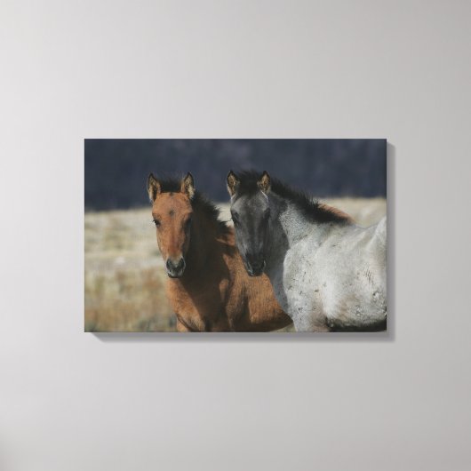 Mustang Foal Headshot Canvas Afdruk (Voorkant)