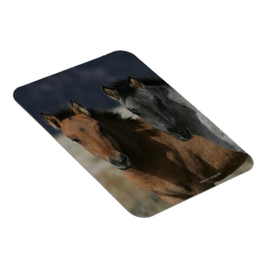 Mustang Foal Headshot Magneet (Rechterzijde)